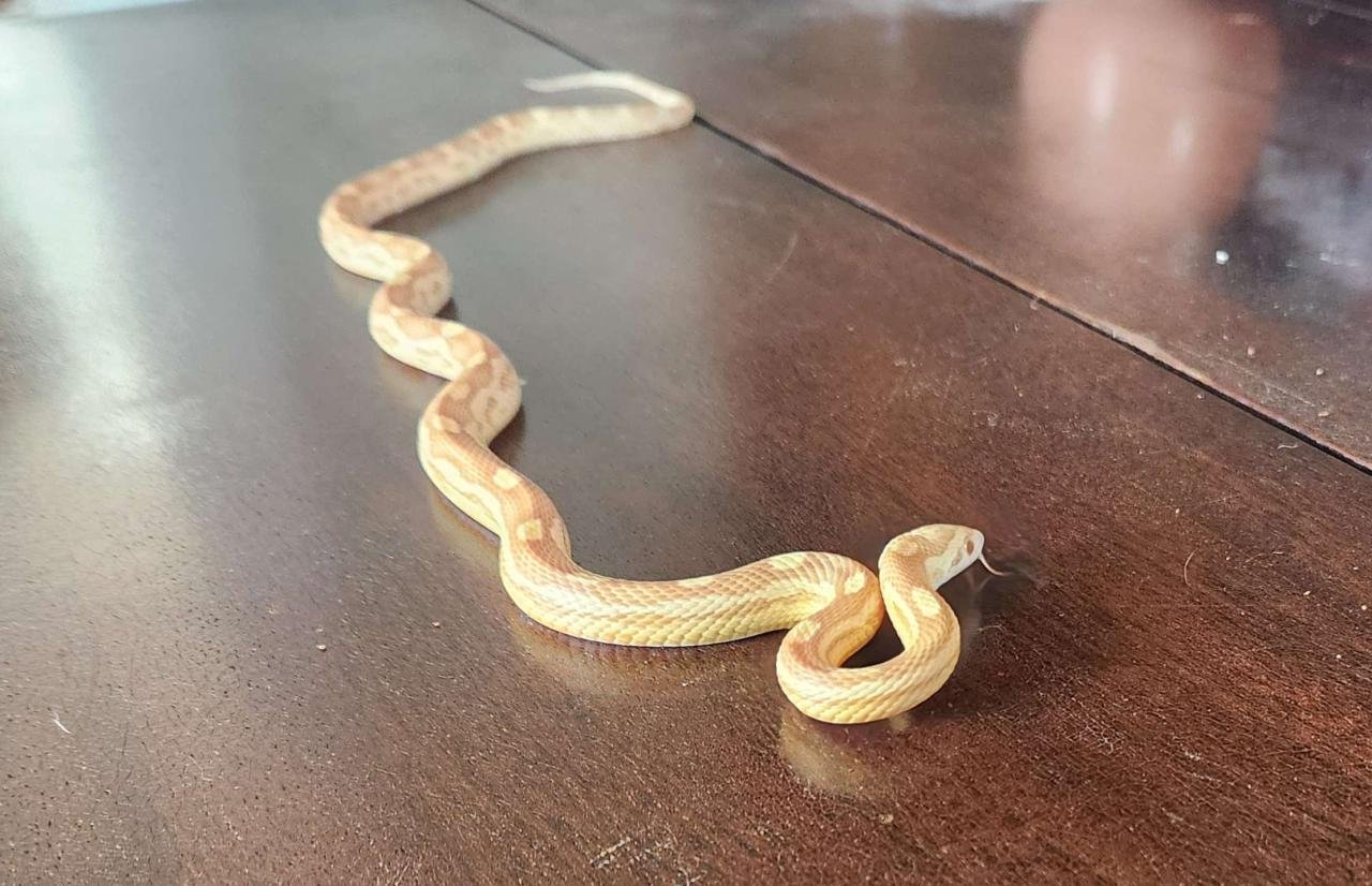 A young butter motley corn snake