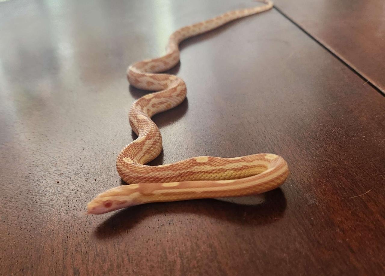 A young butter motley corn snake