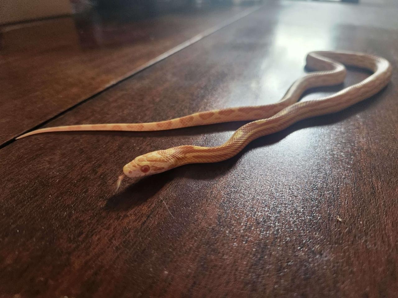 A young butter motley corn snake