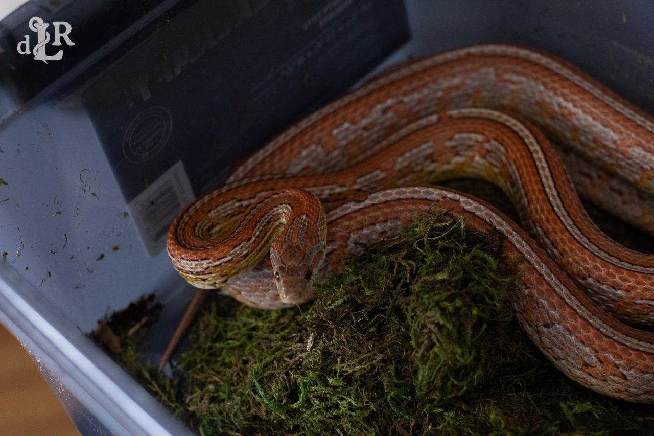 A normal tessera corn snake