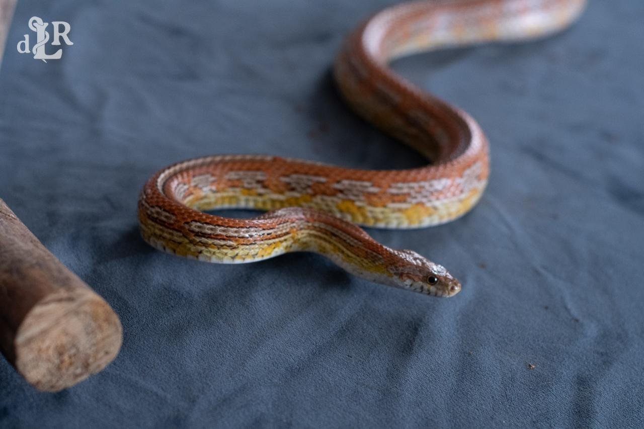 A normal tessera corn snake