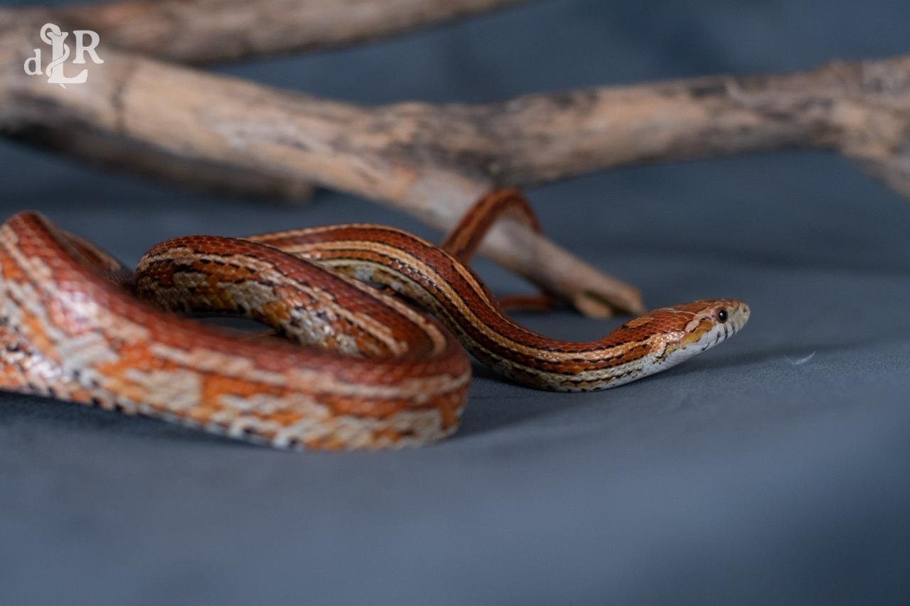 A normal tessera corn snake