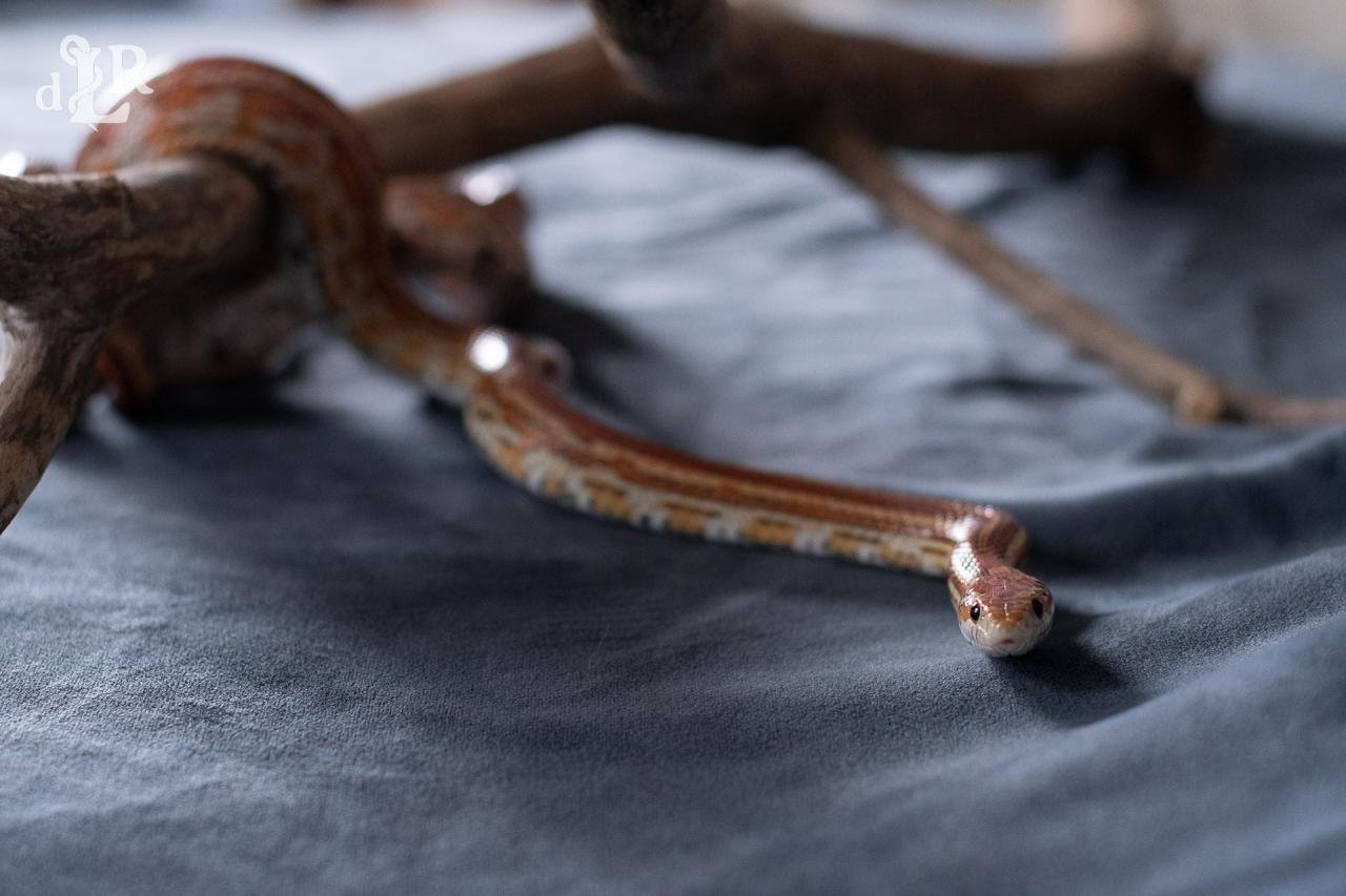 A normal tessera corn snake