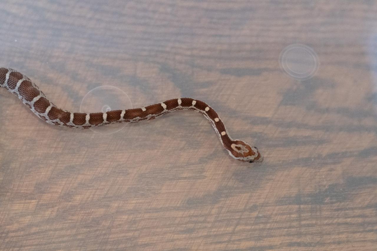 A normal corn snake