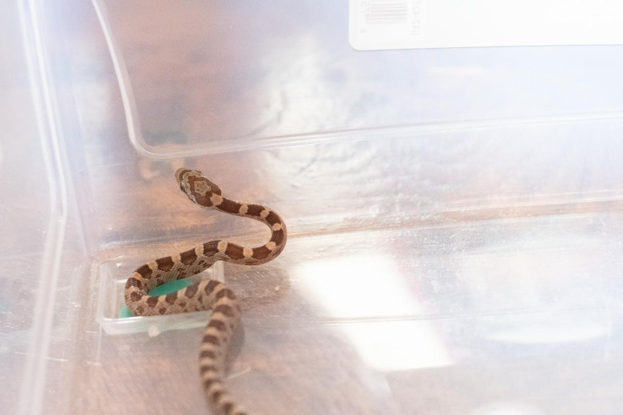 A normal corn snake