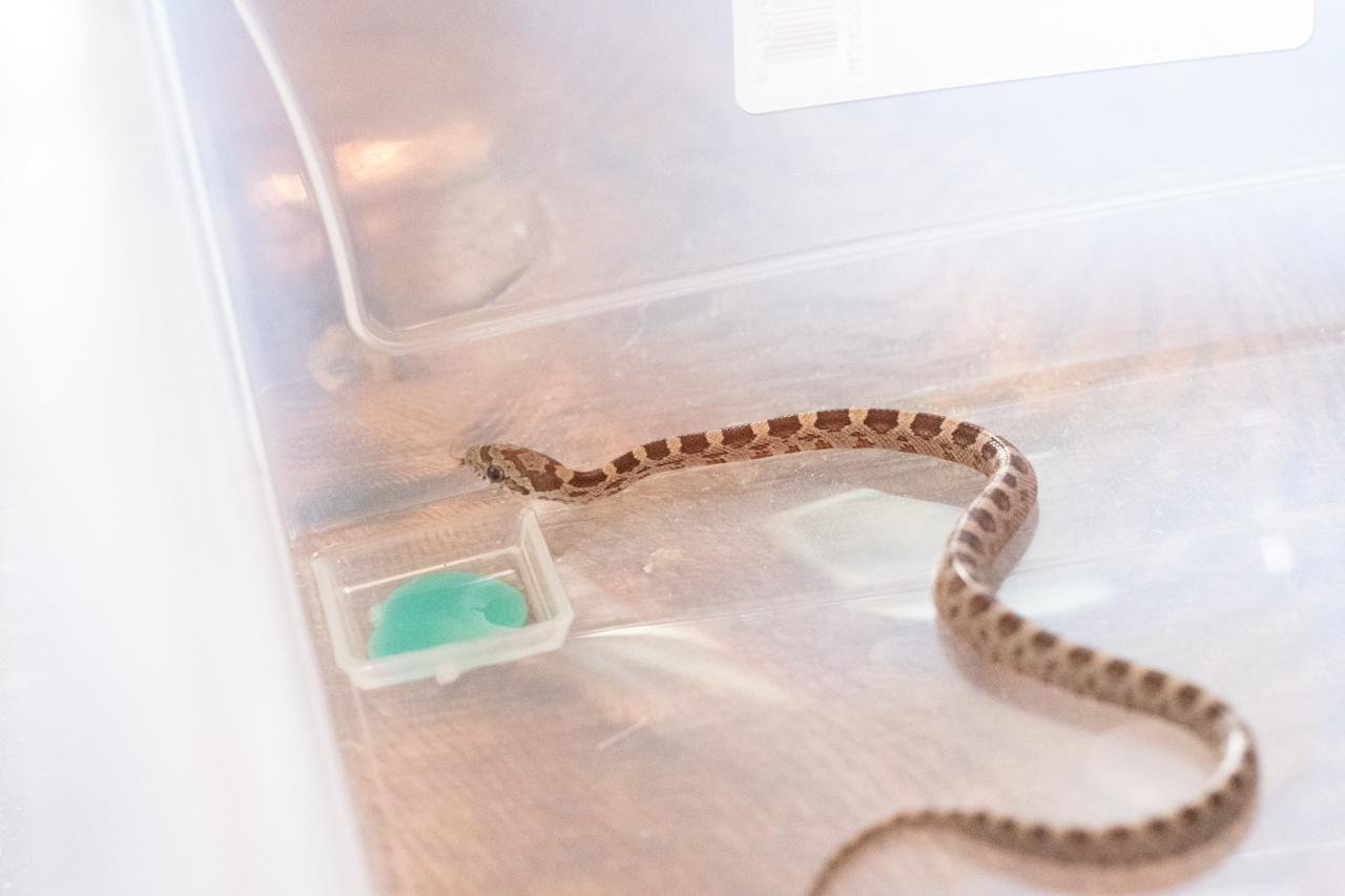 A normal corn snake