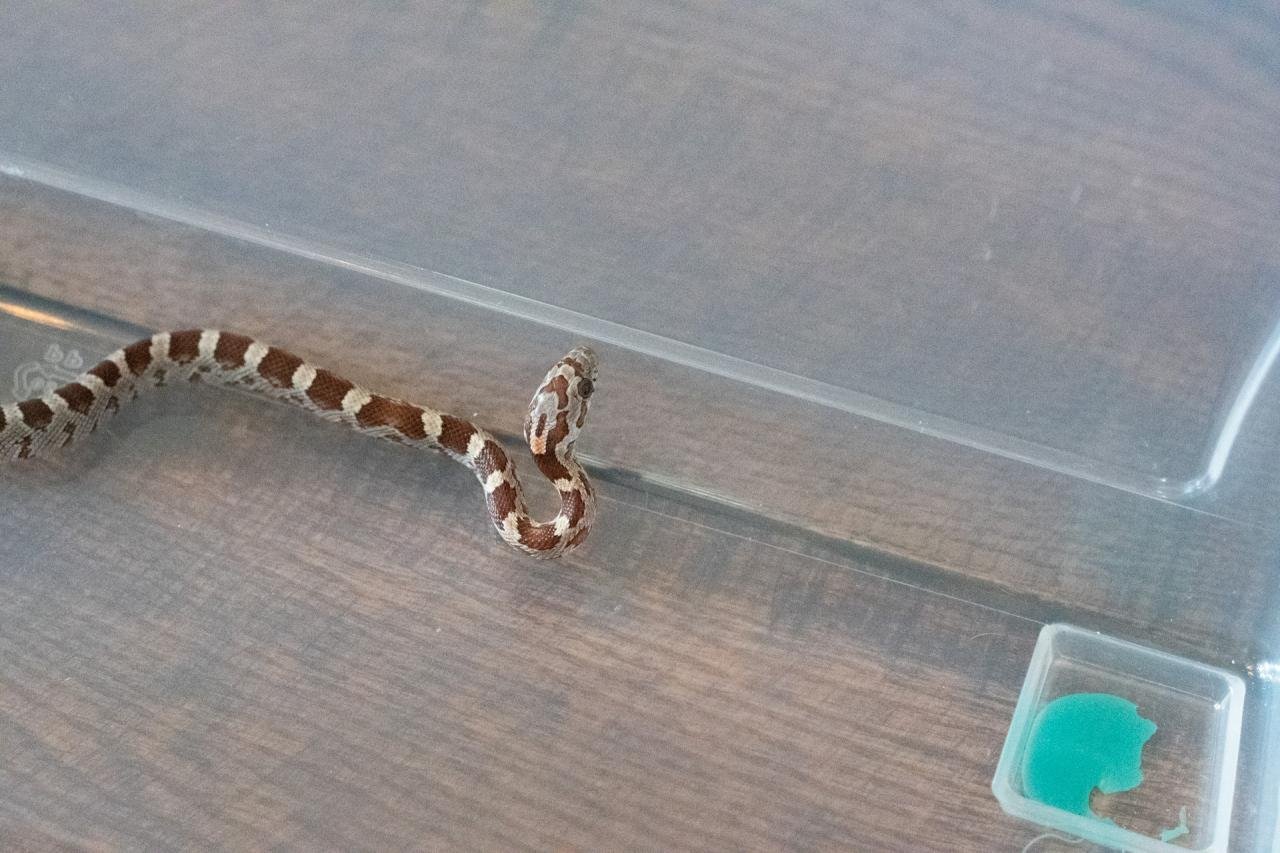 A normal corn snake