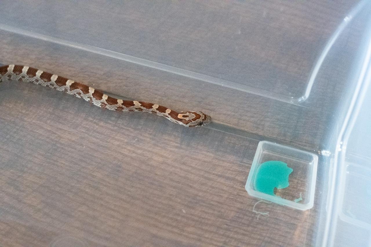 A normal corn snake