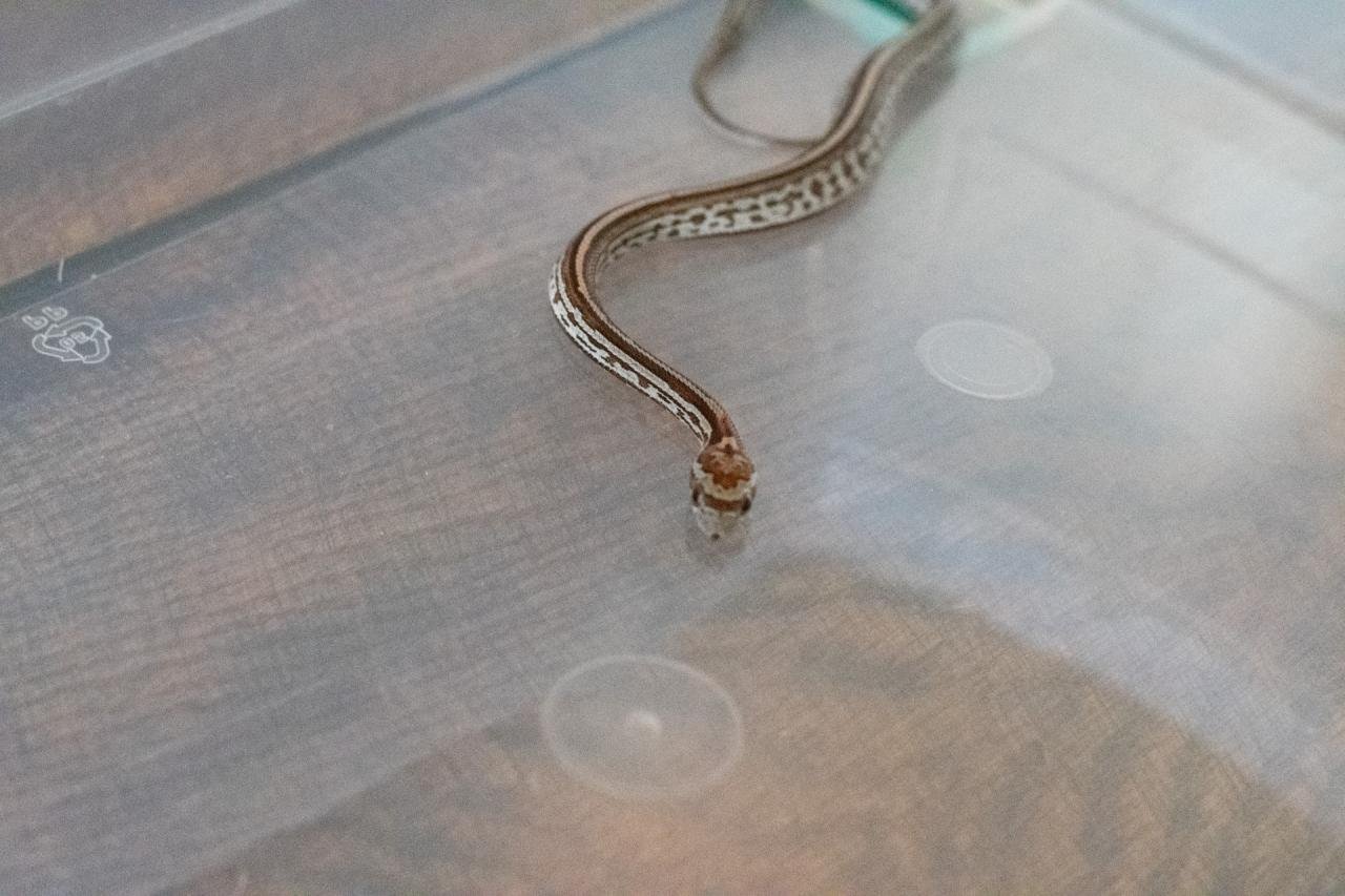 A tessera corn snake