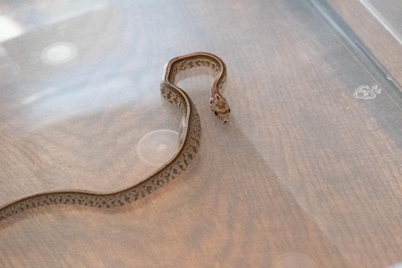 A tessera corn snake
