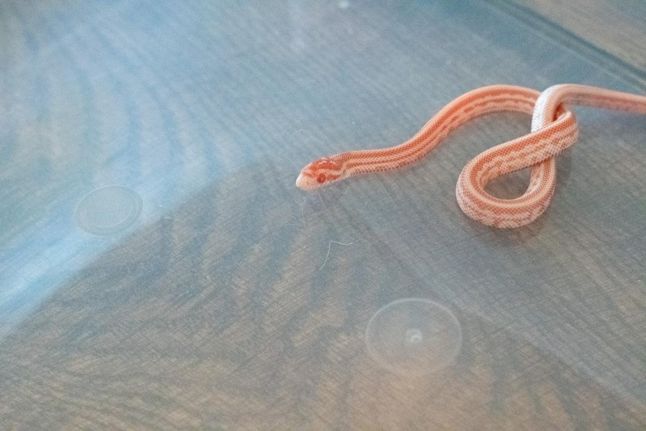 An amel tessera corn snake