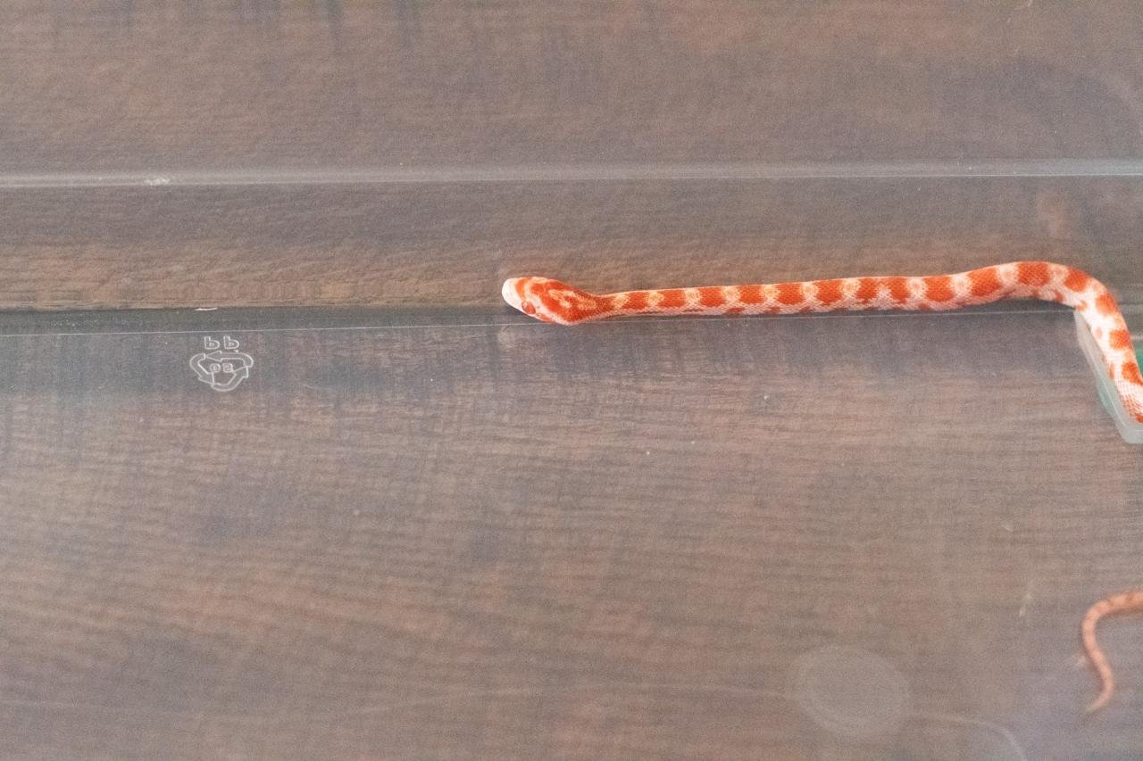 An amel corn snake