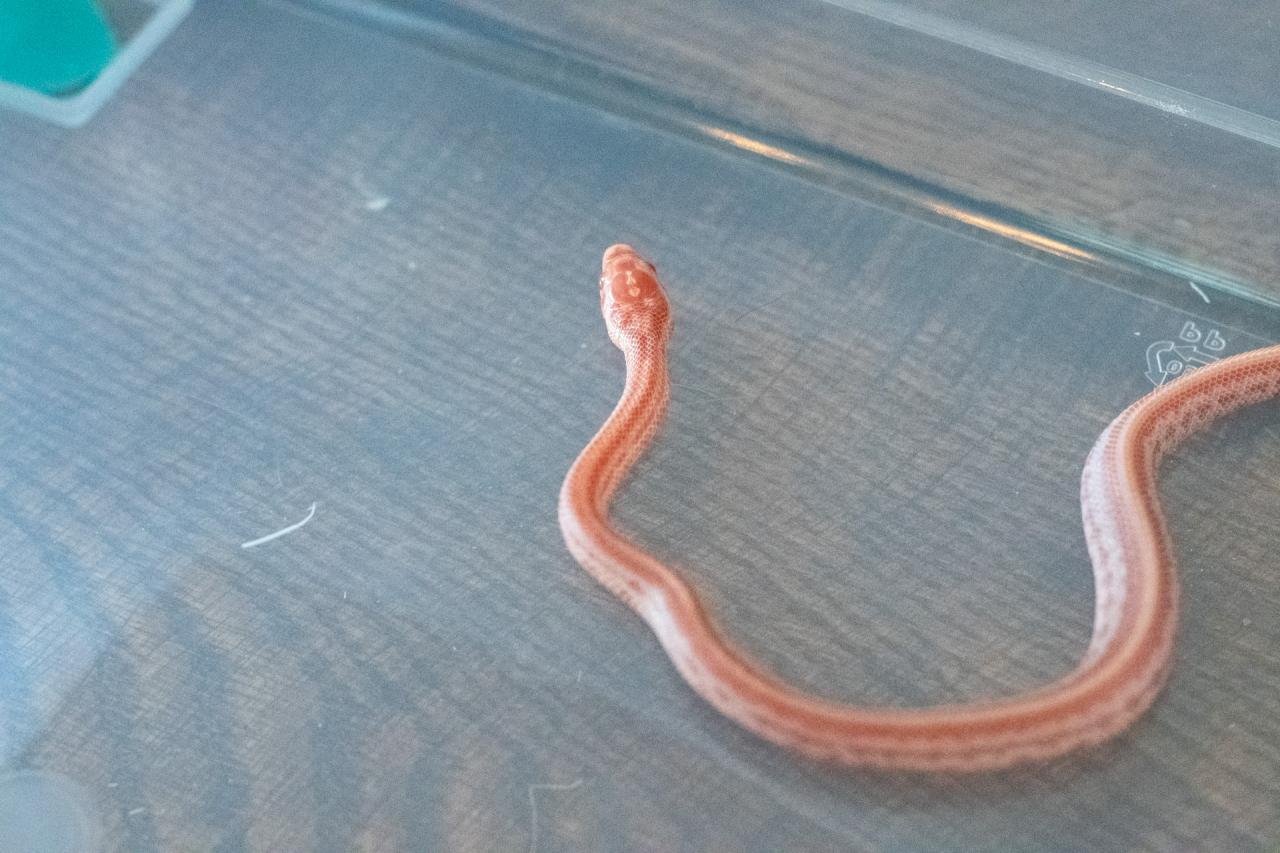 An amel tessera corn snake