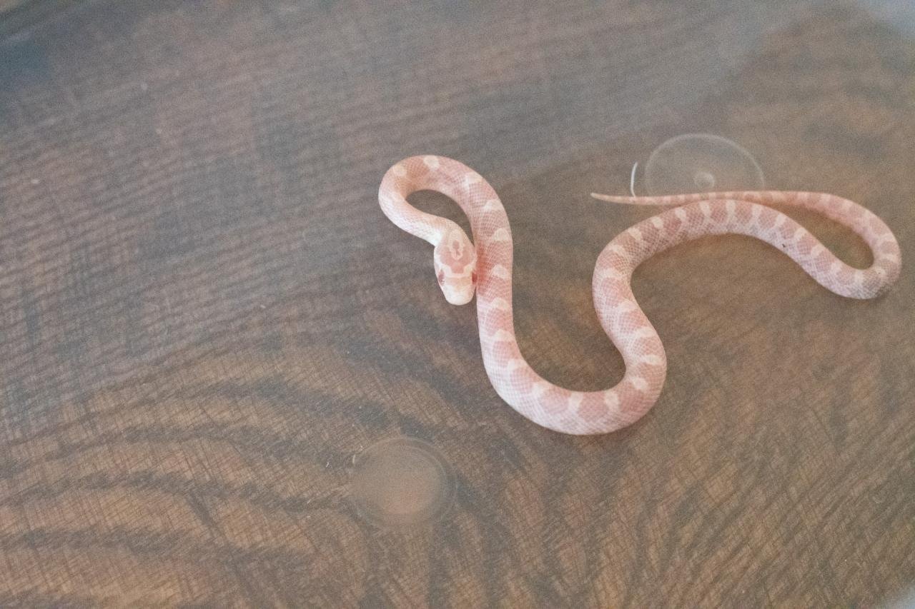 A snow corn snake