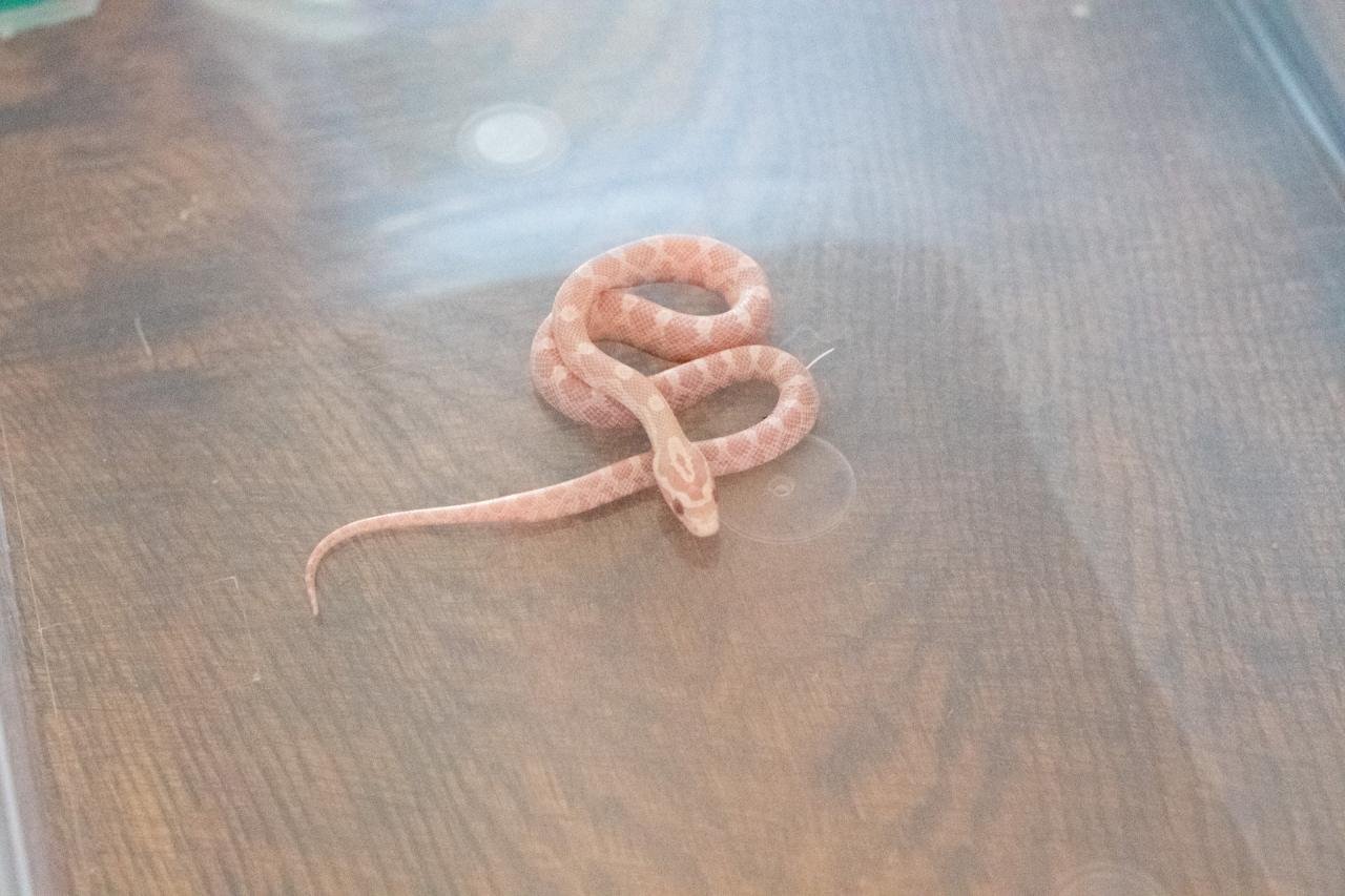 A snow corn snake