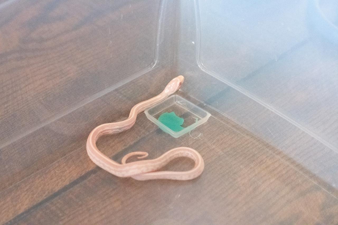 A snow tessera corn snake