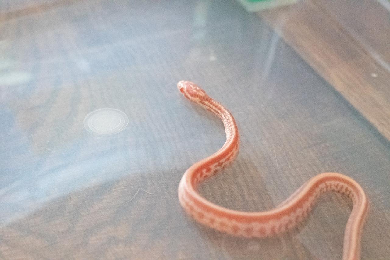 An amel tessera corn snake