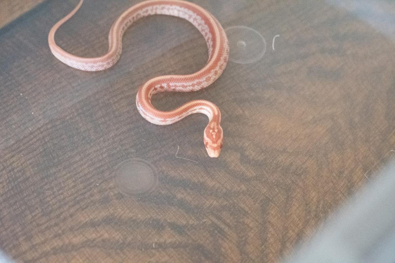An amel tessera corn snake