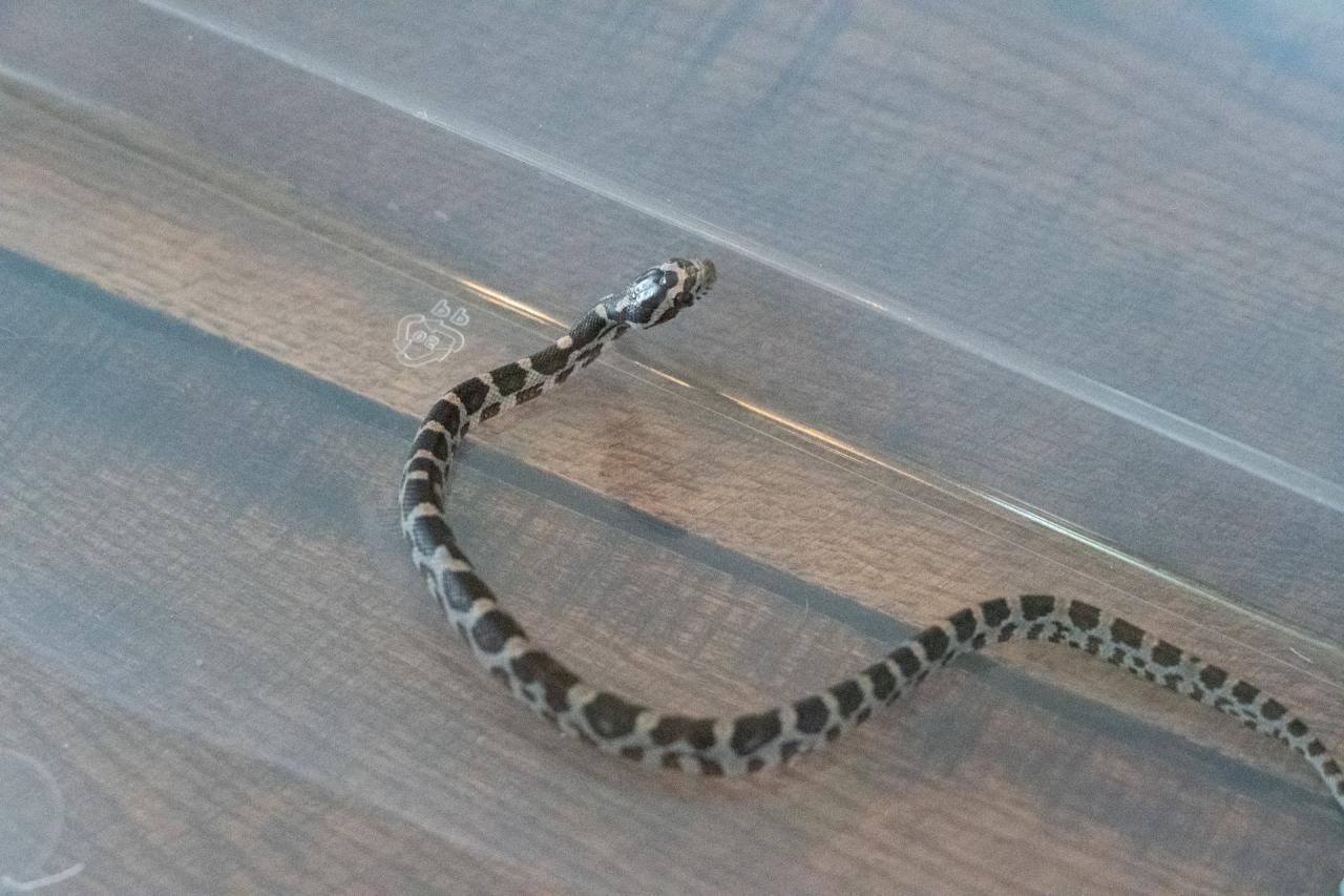 A normal corn snake