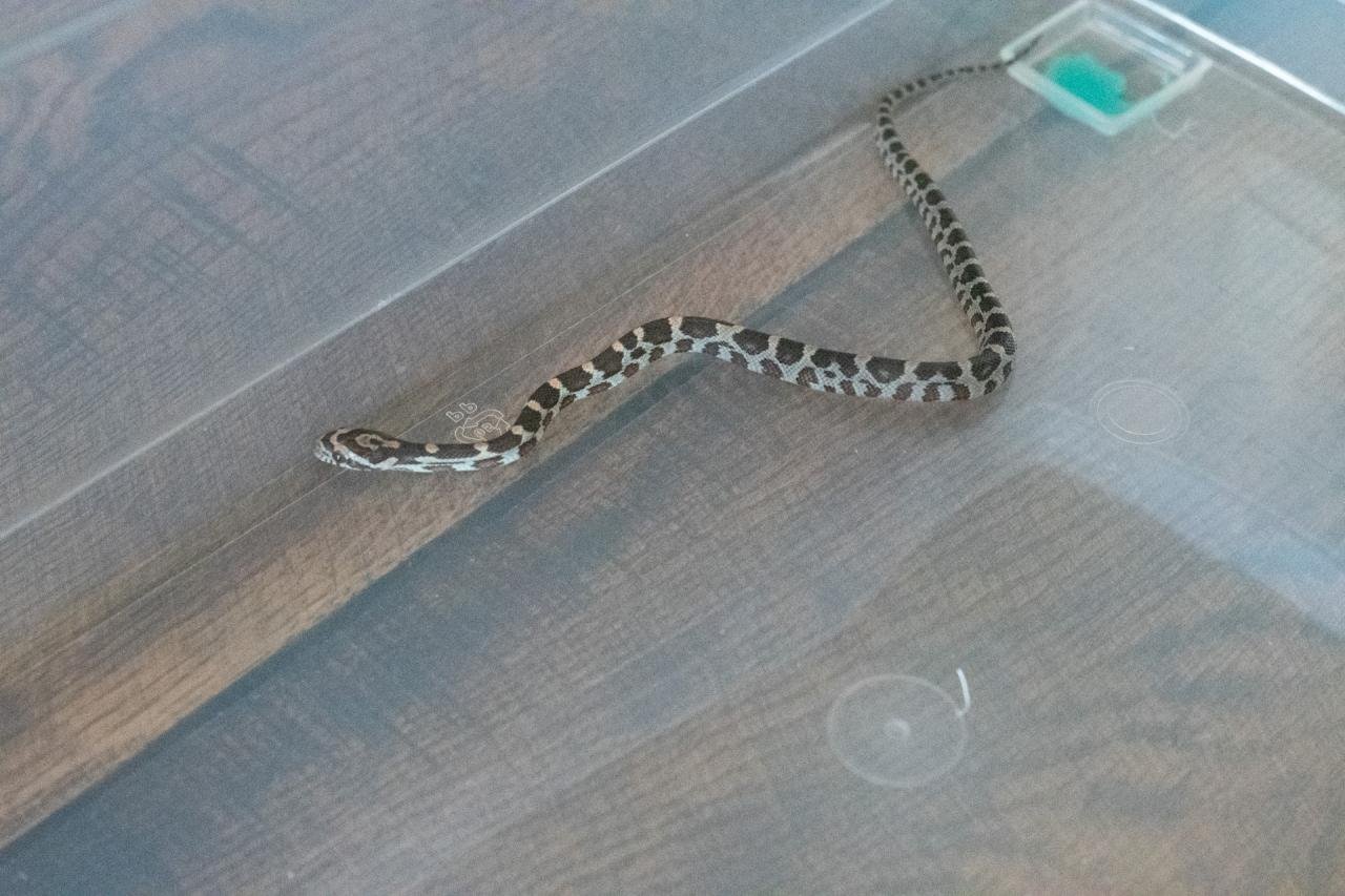 A normal corn snake