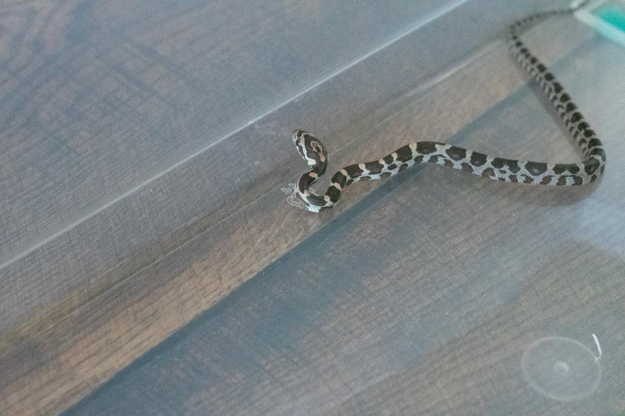 A normal corn snake