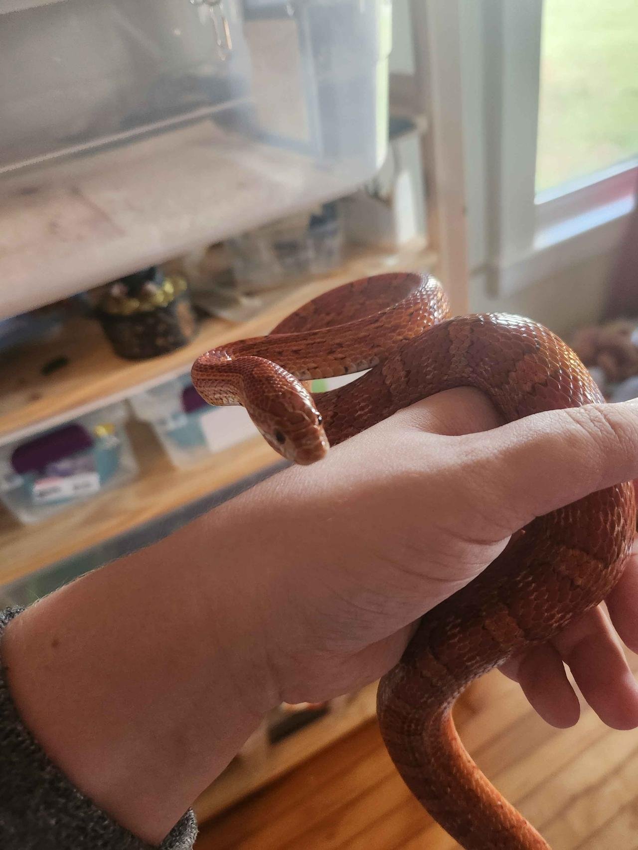A red factor corn snake in someone's hand