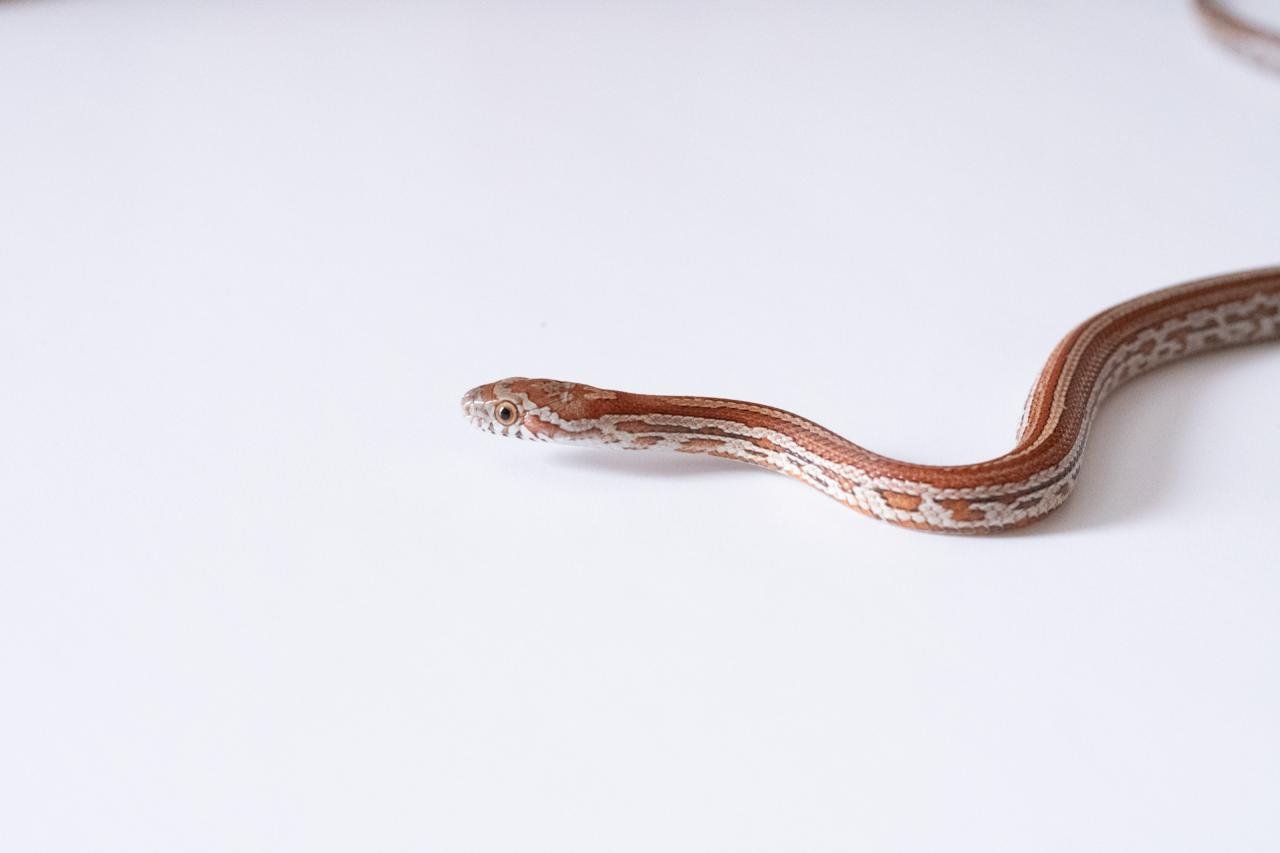 A juvenile normal tessera corn snake.