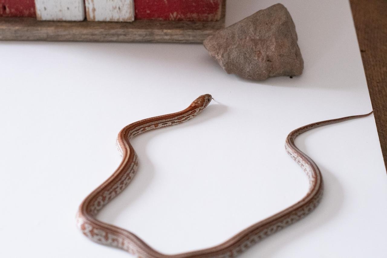 A juvenile normal tessera corn snake.