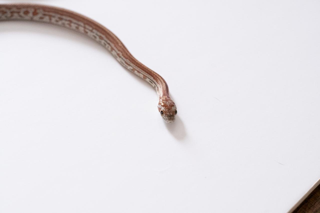 A juvenile normal tessera corn snake.