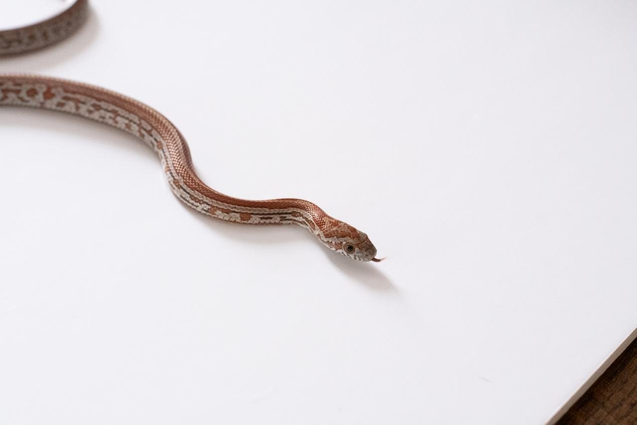A juvenile normal tessera corn snake.