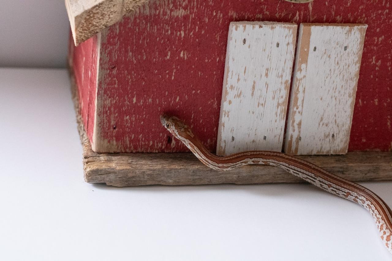 A juvenile normal tessera corn snake.