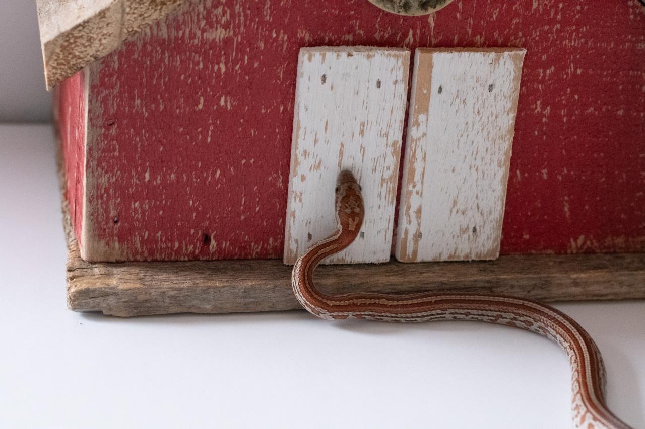 A juvenile normal tessera corn snake.