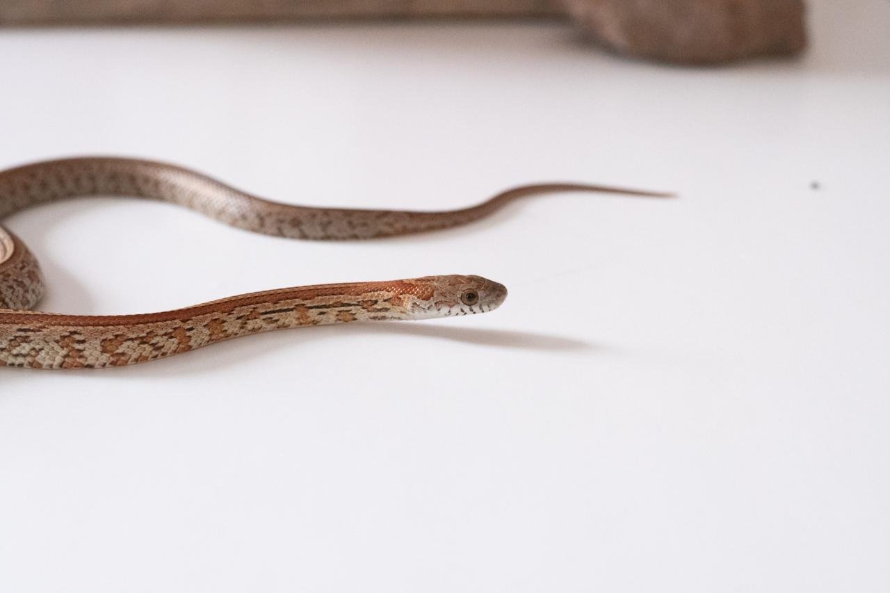 A juvenile normal tessera corn snake.