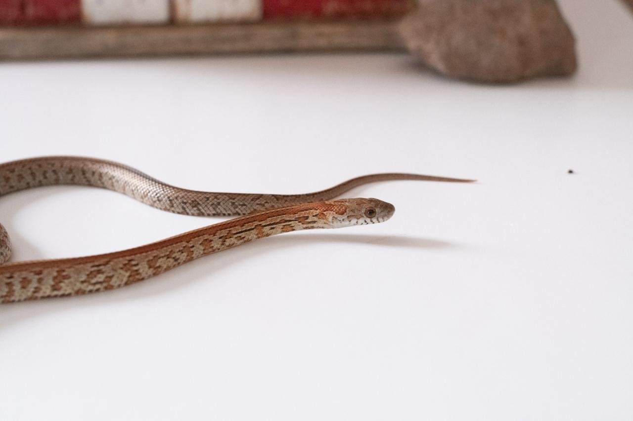 A juvenile normal tessera corn snake.