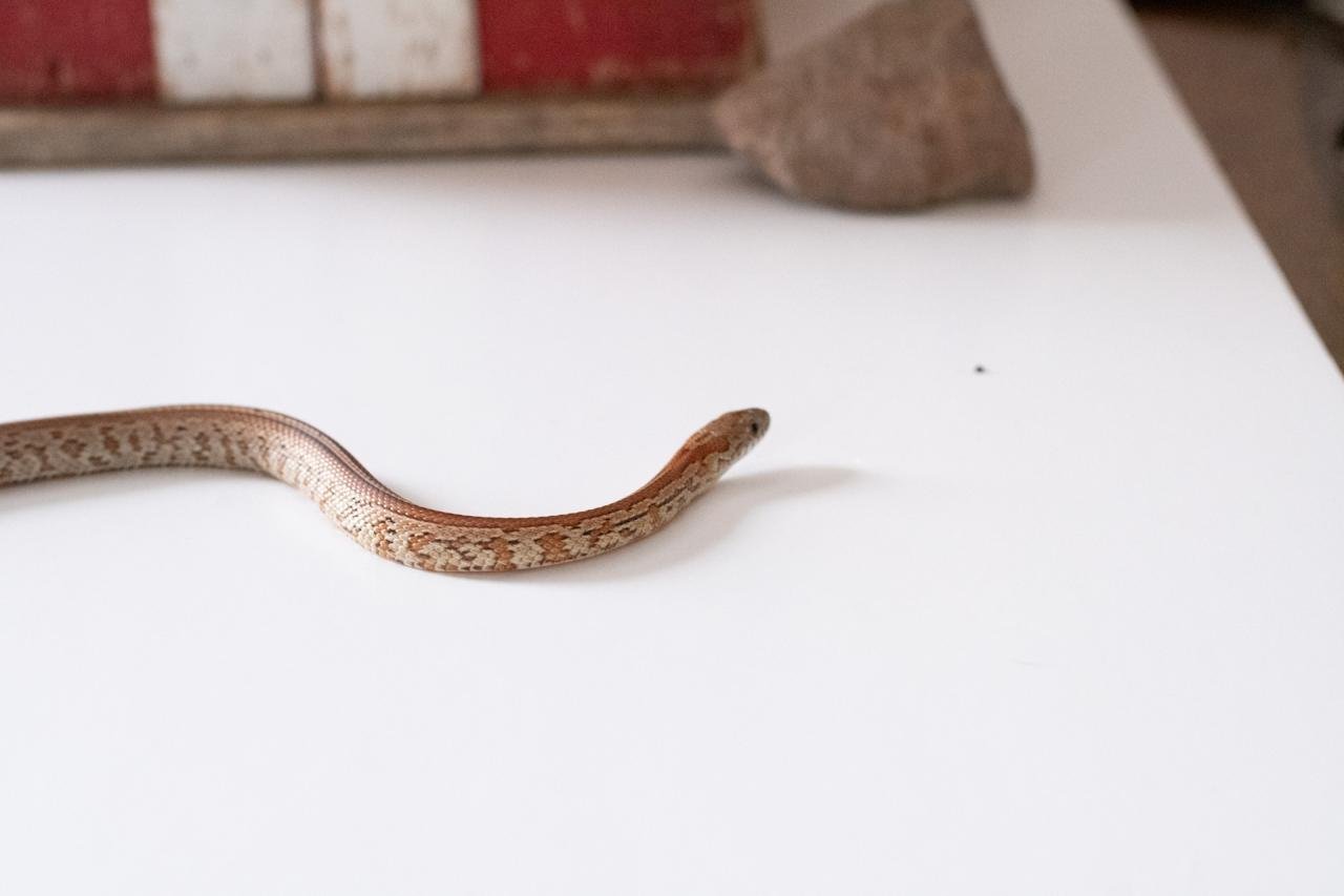 A juvenile normal tessera corn snake.