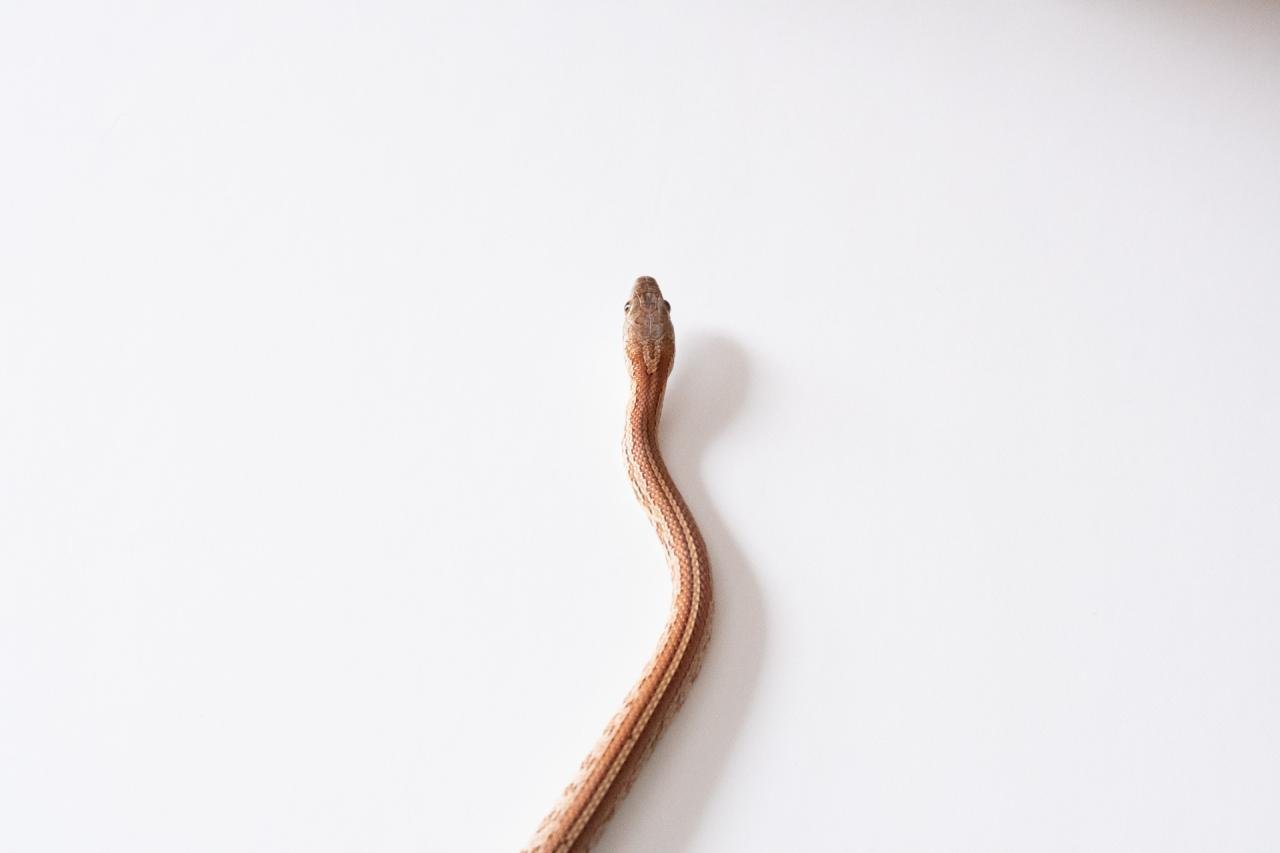 A juvenile normal tessera corn snake.