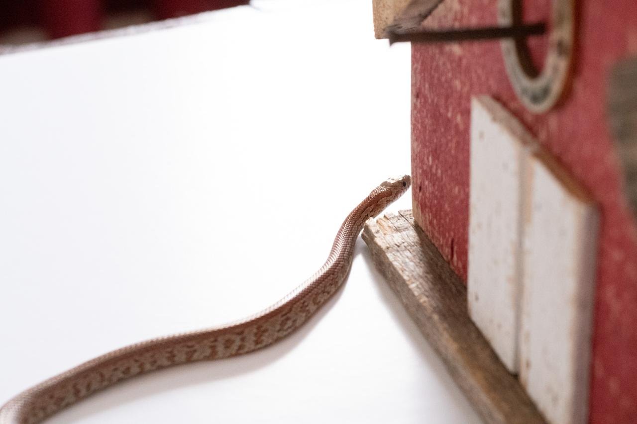 A juvenile normal tessera corn snake.