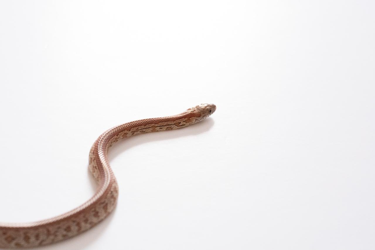 A juvenile normal tessera corn snake.