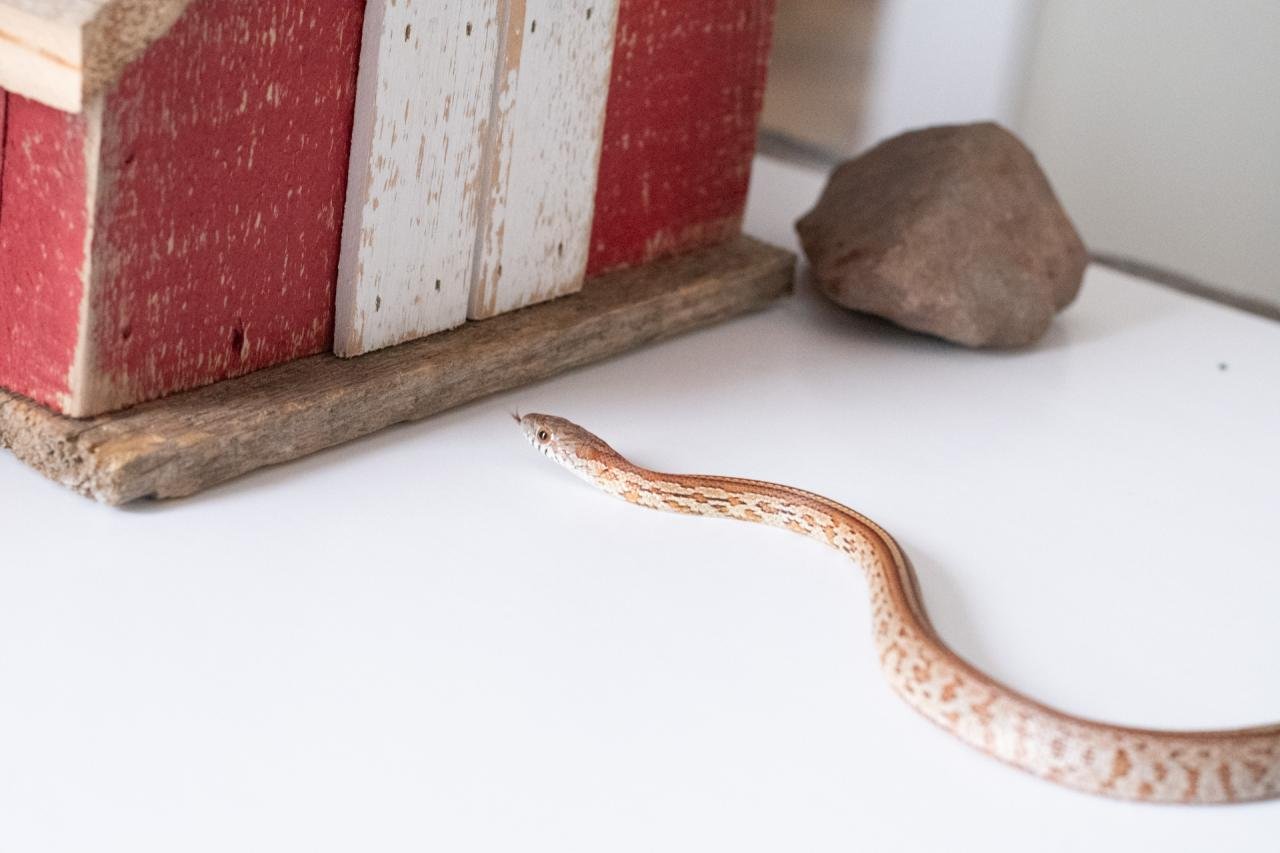 A juvenile normal tessera corn snake.