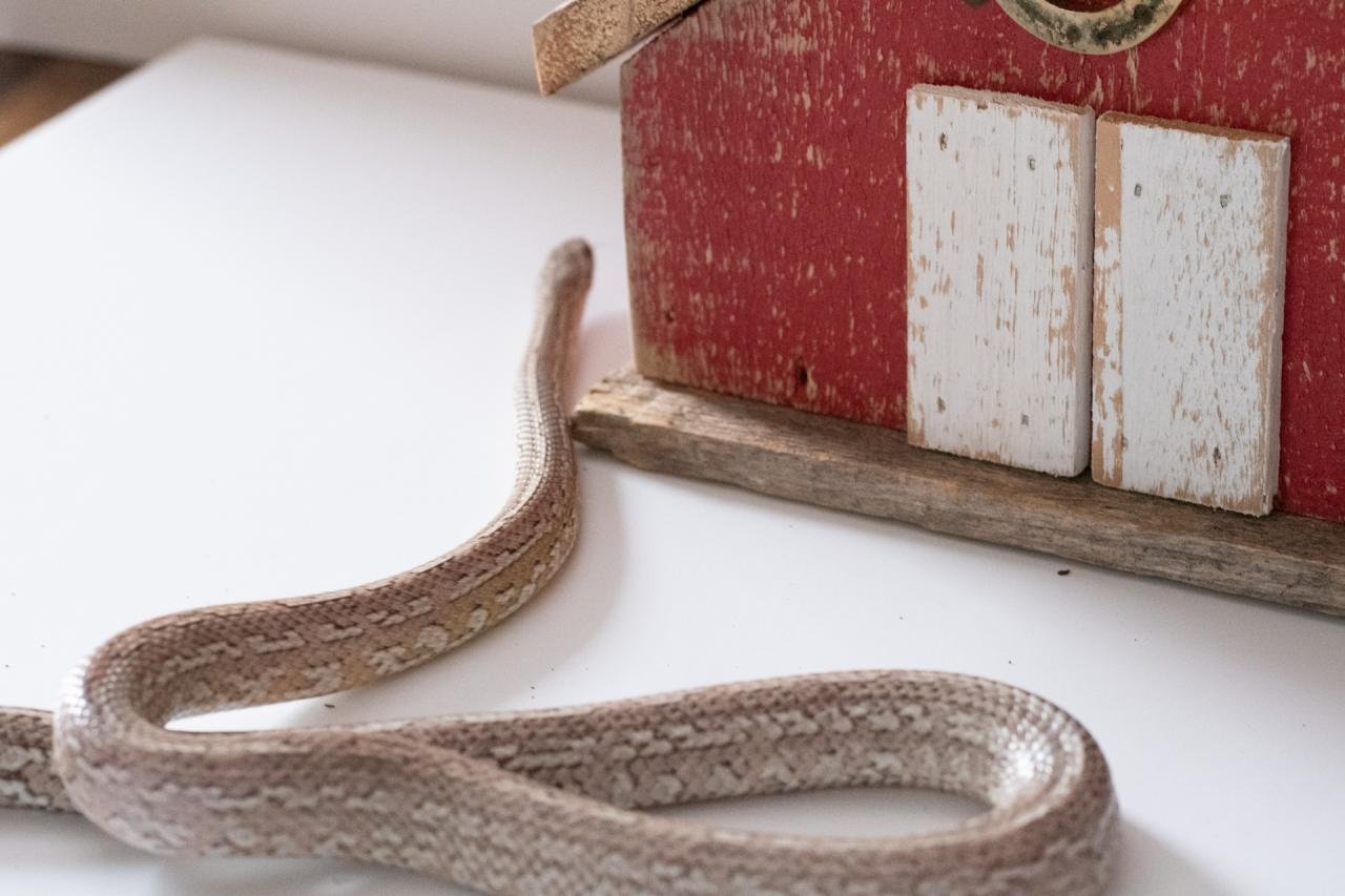 A subadult cinder tessera cornsnake