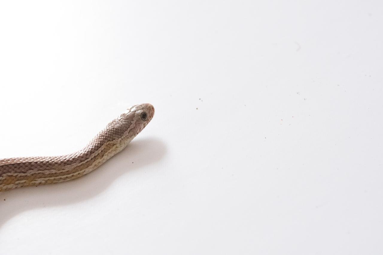 A subadult cinder tessera cornsnake