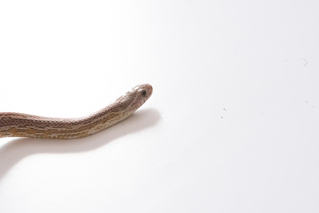 A subadult cinder tessera cornsnake