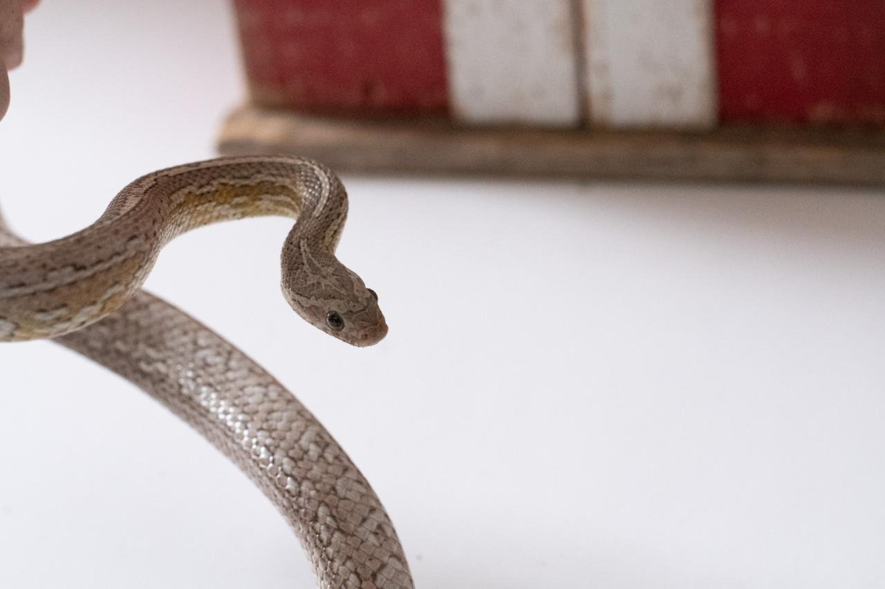 A subadult cinder tessera cornsnake
