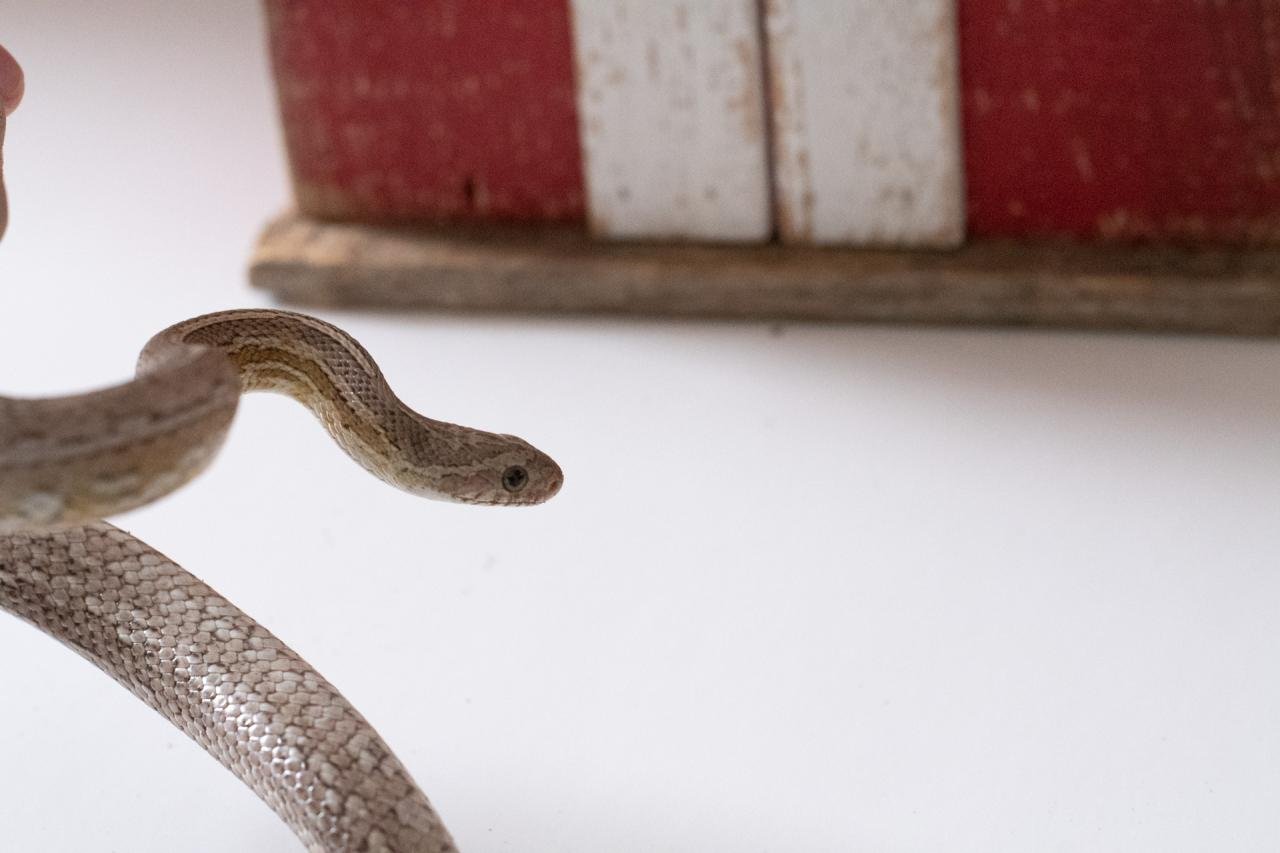 A subadult cinder tessera cornsnake