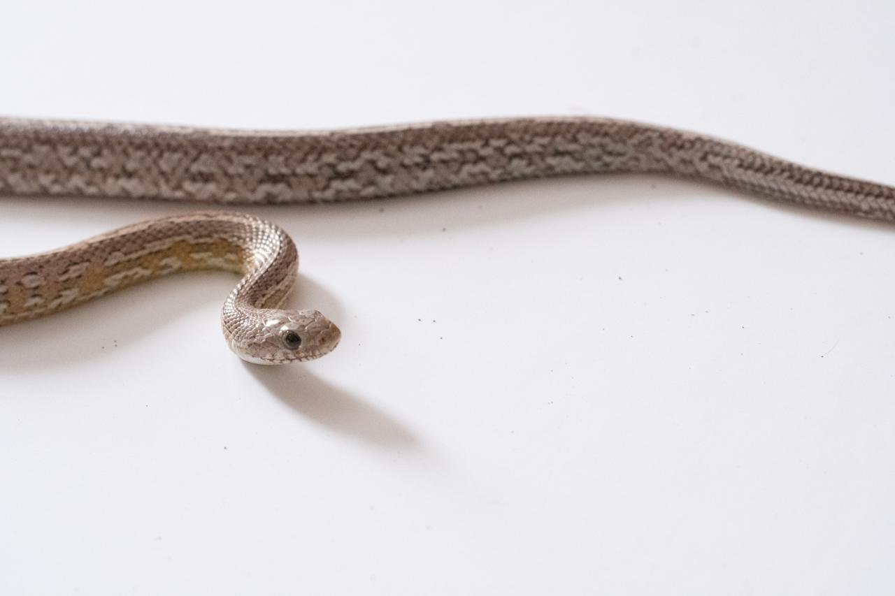 A subadult cinder tessera cornsnake