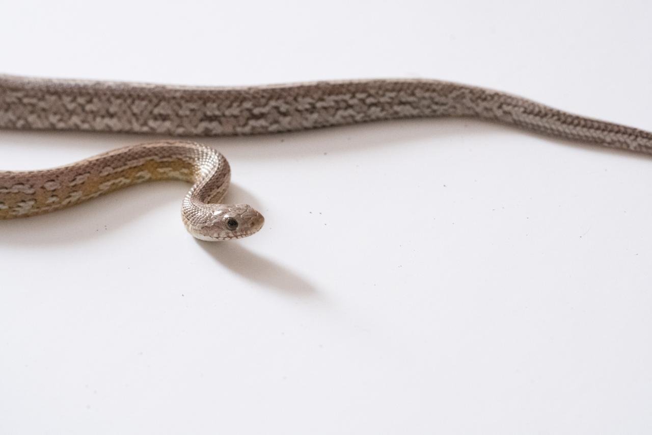 A subadult cinder tessera cornsnake
