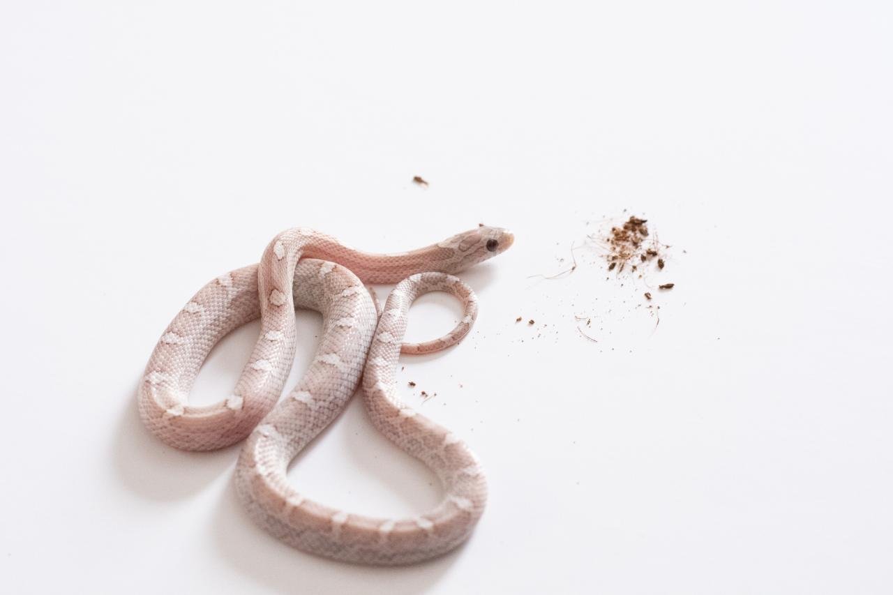 A juvenile cinder lava motley corn snake.