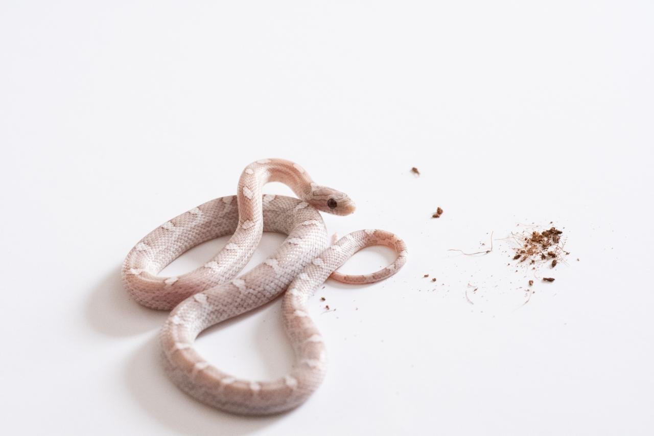 A juvenile cinder lava motley corn snake.