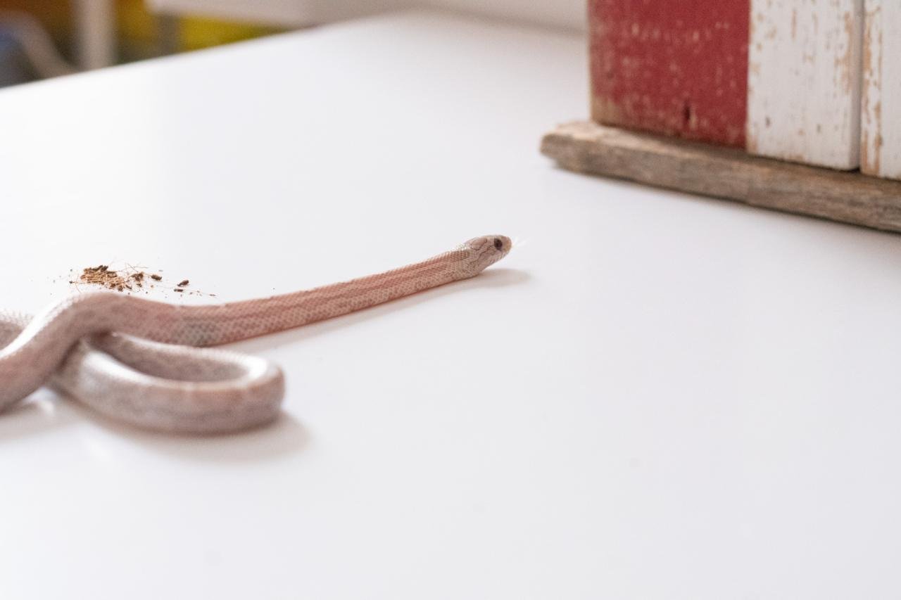 A juvenile cinder lava motley corn snake.