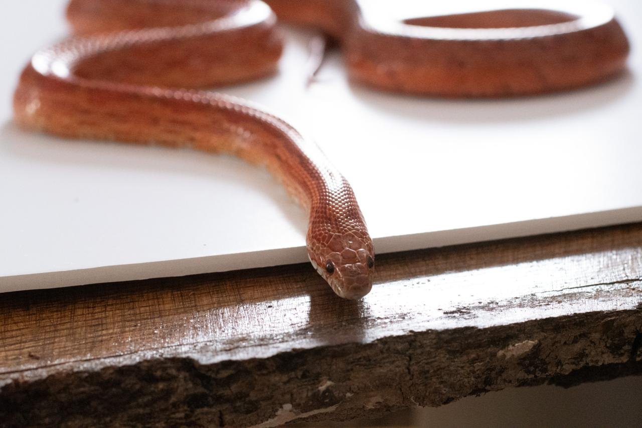 A red factor corn snake.